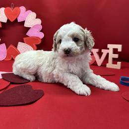 Boy 1 - Aussiedoodle puppy in Leitchfield, Kentucky from Salt River Kennels