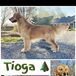 Tioga - Golden Retriever