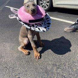 Doberman Pinscher and French Bulldog Puppies from Upper Echelon Kennel