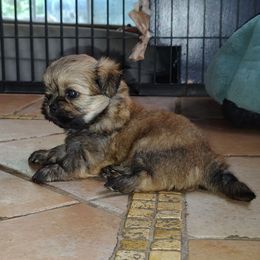 Rick - Brindle male Shih Tzu puppy in Grand Prairie, Texas from R&R Shih-Tzus & Stud Services