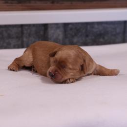 Kia - Cream female Whoodle puppy in West Bend, Iowa from Blue Skies Terriers