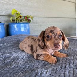 Ace - Dapple male Dachshund puppy in Stilwell, Oklahoma from B & K Dachshunds
