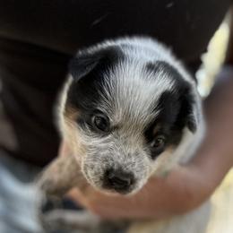 Australian Cattle Dog Puppies from Adcock Ranch Cattle Dogs