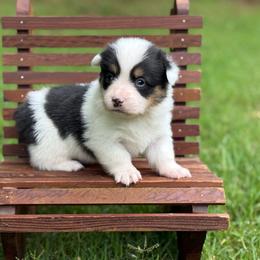 Mismark Girl - Black and white female American Corgi puppy in Nashville, Arkansas from Whisenhunt Farms
