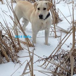 Labrador Retriever Puppies from C R Purdy Labs
