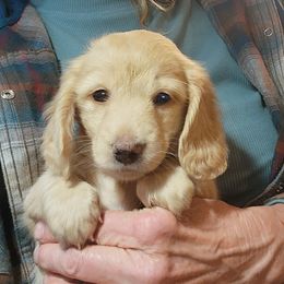 Pearl - Cream female Dachshund puppy in Grants Pass, Oregon from vom Treuen Wachter