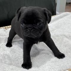 Black Girl with White Patch - Black female Pug puppy in Troutman, North Carolina from Ohana Pugs