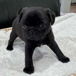 Black Girl with White Patch - Black female Pug puppy in Troutman, North Carolina from Ohana Pugs