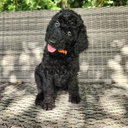 Aza - Black female Poodle puppy in Spartanburg, South Carolina from Taya's Pups