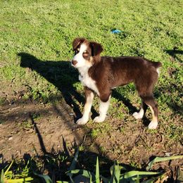 Girl 3 - Australian Shepherd puppy in Cleburne, Texas from Hudson Farm