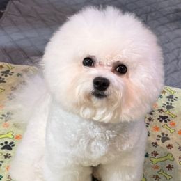 Kalei - Bichon Frise