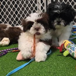 Boy Five left - Liver and white male Shih Tzu puppy in New Bern, North Carolina from Kuddly Creatures