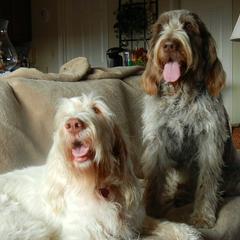 Spinone Italiano All Grown Up from Collina d'Oro Spinoni