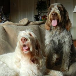 Spinone Italiano All Grown Up from Collina d'Oro Spinoni