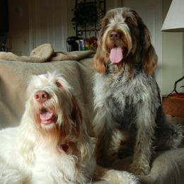 Spinone Italiano All Grown Up from Collina d'Oro Spinoni