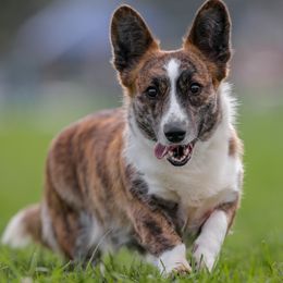 Prin - Cardigan Welsh Corgi