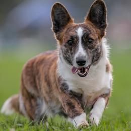 Prin - Cardigan Welsh Corgi