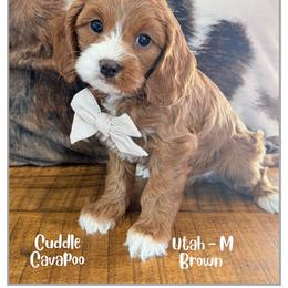 Utah - Red male Cavapoo puppy in Fort Lupton, Colorado from Puppy Paws Colorado