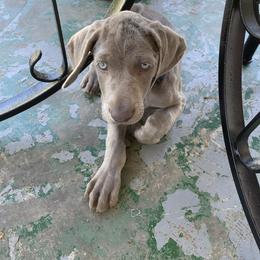Weimaraner Puppies from Rowan’s Weimaraners
