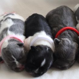 Bernedoodles, French Bulldogs, and Goldendoodles from Ohana Doodles x Frenchies