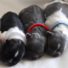 Bernedoodles, French Bulldogs, and Goldendoodles from Ohana Doodles x Frenchies