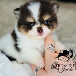 Pomeranian Puppies from Treasured Jewels Pomeranians