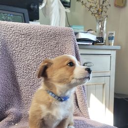 Pembroke Welsh Corgi Puppies from Seegrist Family Puppies