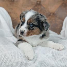 Girl 1 Yellow - Blue merle female Australian Shepherd puppy in Yakima, Washington from Naches Heights Ranch