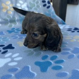 Boy 3 - Brindle male Dachshund puppy in Oklahoma from DRB Dachshunds
