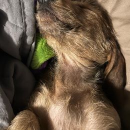 Dachshunds from Power Dog Sports