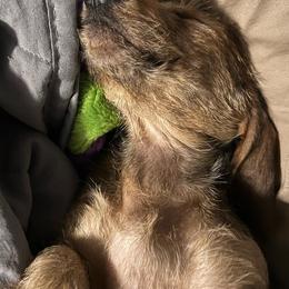 Dachshunds from Power Dog Sports