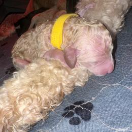 Faith - Cream female Goldendoodle puppy in Prosperity, Pennsylvania from Stelladoodles & Company