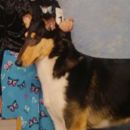 Collies from Saclema Collies