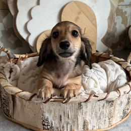 Dark shaded cream - Cream male Dachshund puppy in Bryan, Ohio from Wysteria Hill Doxies