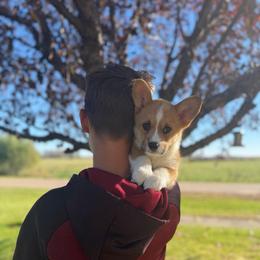 Brew - Red male Pembroke Welsh Corgi puppy in Rose, Nebraska from Clearsky Corgis