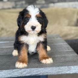 Venice - Tri-color male Bernedoodle puppy in Millersburg, Ohio from T Sanctum