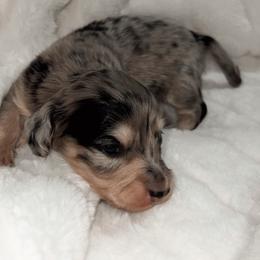 Venture - Dapple male Dachshund puppy in San Diego, California from Enchanted little dachshunds
