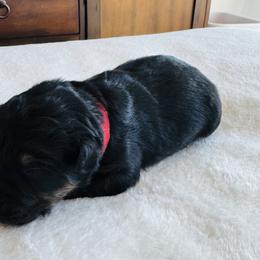 Minnie - Black tri-color female Australian Shepherd puppy in Zwingle, Iowa from Homestead Aussies & Doodles