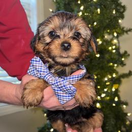 BOY 1 - Black and tan male Yorkshire Terrier puppy in Loganville, Georgia from The Doggy Empire