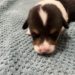 CJ2 BOY - Black and tan Pembroke Welsh Corgi puppy in Dickinson, Texas from Gulf Coast Corgis