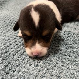 CJ2 BOY - Black and tan Pembroke Welsh Corgi puppy in Dickinson, Texas from Gulf Coast Corgis
