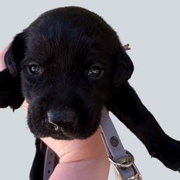 Chase - Black male Labrador Retriever puppy in Grants Pass, Oregon from KnR Antler Dogs ~ Labrador Retrievers & Corgis