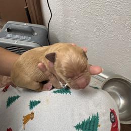 Ben - Dark golden male Golden Retriever puppy in Spur, Texas from Adams Puppies