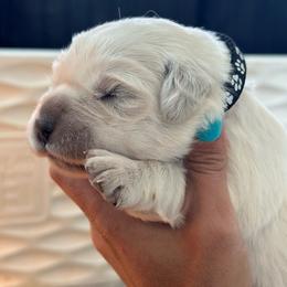 Boy 1 - Light golden male Golden Retriever puppy in Orland, California from Brownfield’s English Cream Golden Retrievers