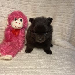 Pomeranians from Council Creek Cuties