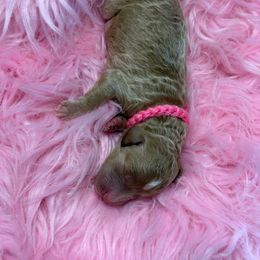 Dark pink - Red  female Goldendoodle puppy in Boise, Idaho from Goldendoodle Baby