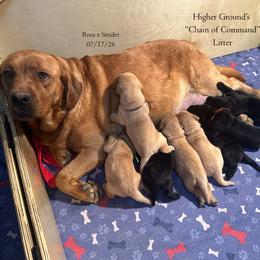 General - Yellow male Labrador Retriever puppy in Eaton Rapids, Michigan from Higher Ground Labradors
