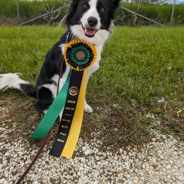 Border Collie All Grown Up from Shooting Star Border Collies