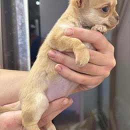 Belle - Cream female Chihuahua puppy in Fort Myers, Florida from Gulfshore Chihuahuas