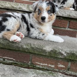 Australian Shepherd Puppies from Caramel Bliss Aussies - NJ NYC